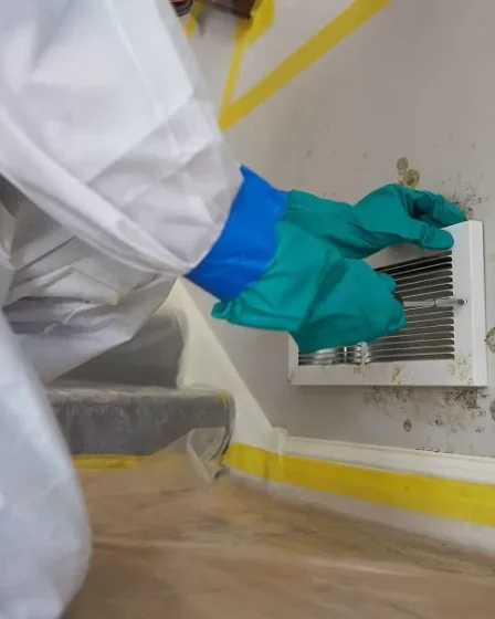 Best Mold Removal Services