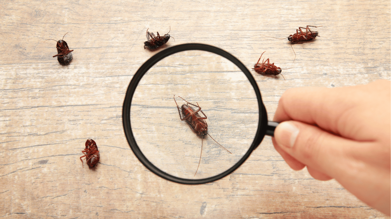 Professional Pest Control Services